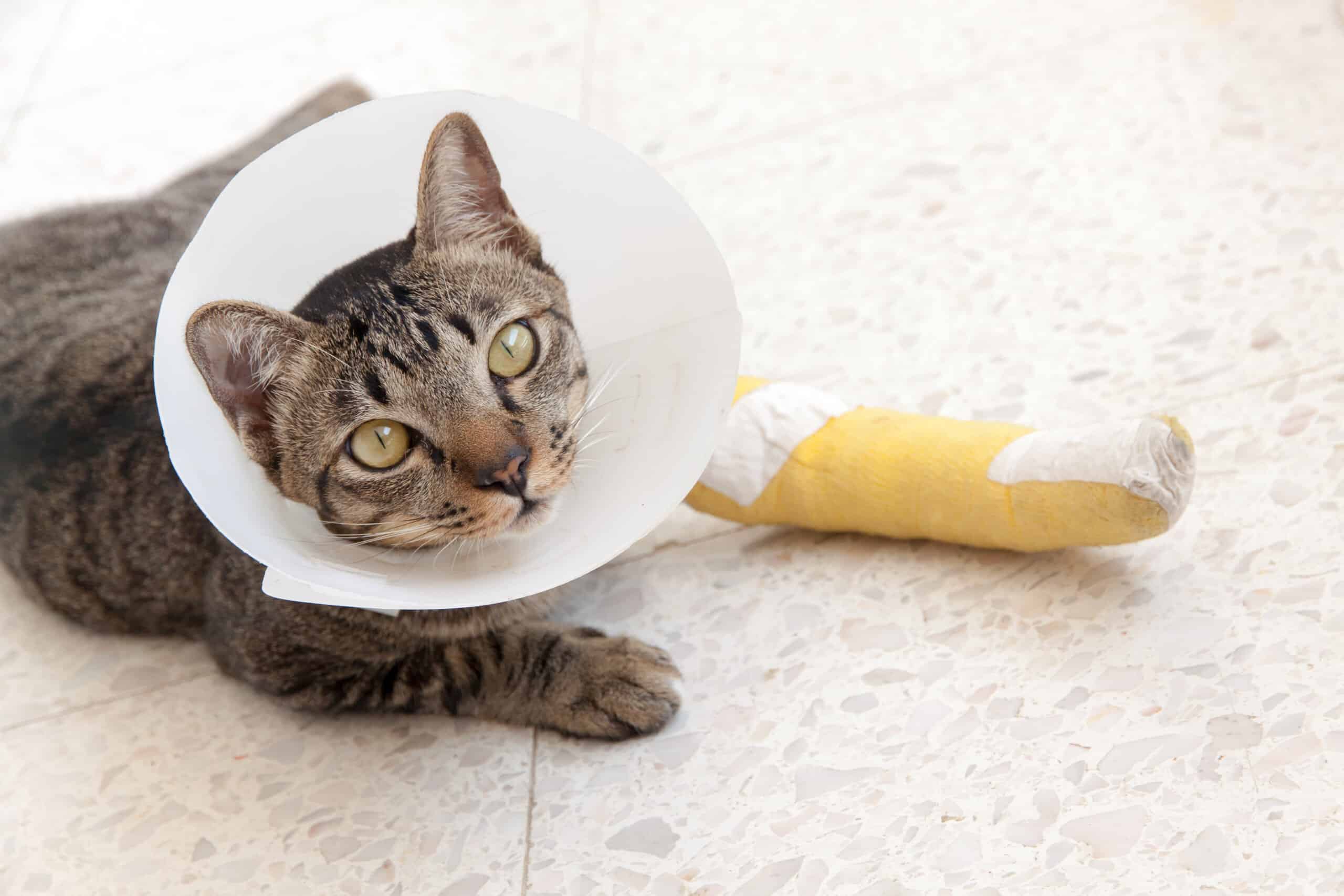 Cats In Cones AZ Animals