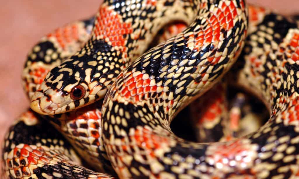 longnose snake 
