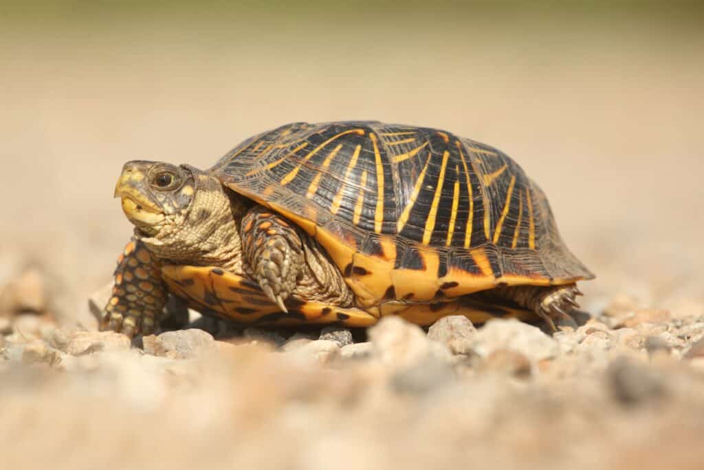 Ornate box turtles are a subspecies of the western box turtle