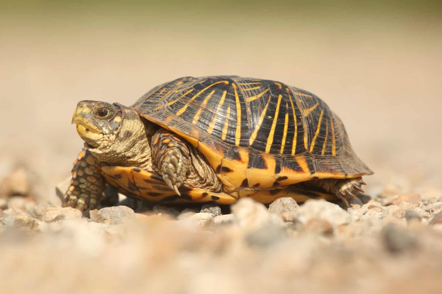 Turtle Spirit Animal Symbolism & Meaning - A-Z Animals