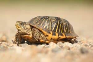 8 Incredible Turtles in Oklahoma Picture