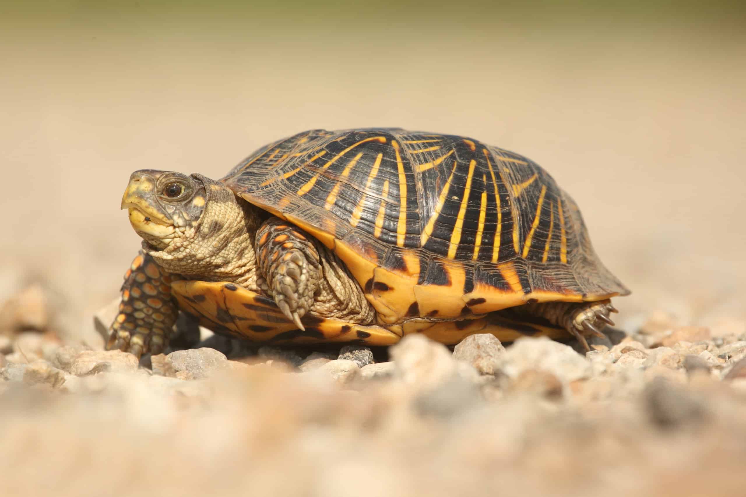 Ornate box turtles are a subspecies of the western box turtle