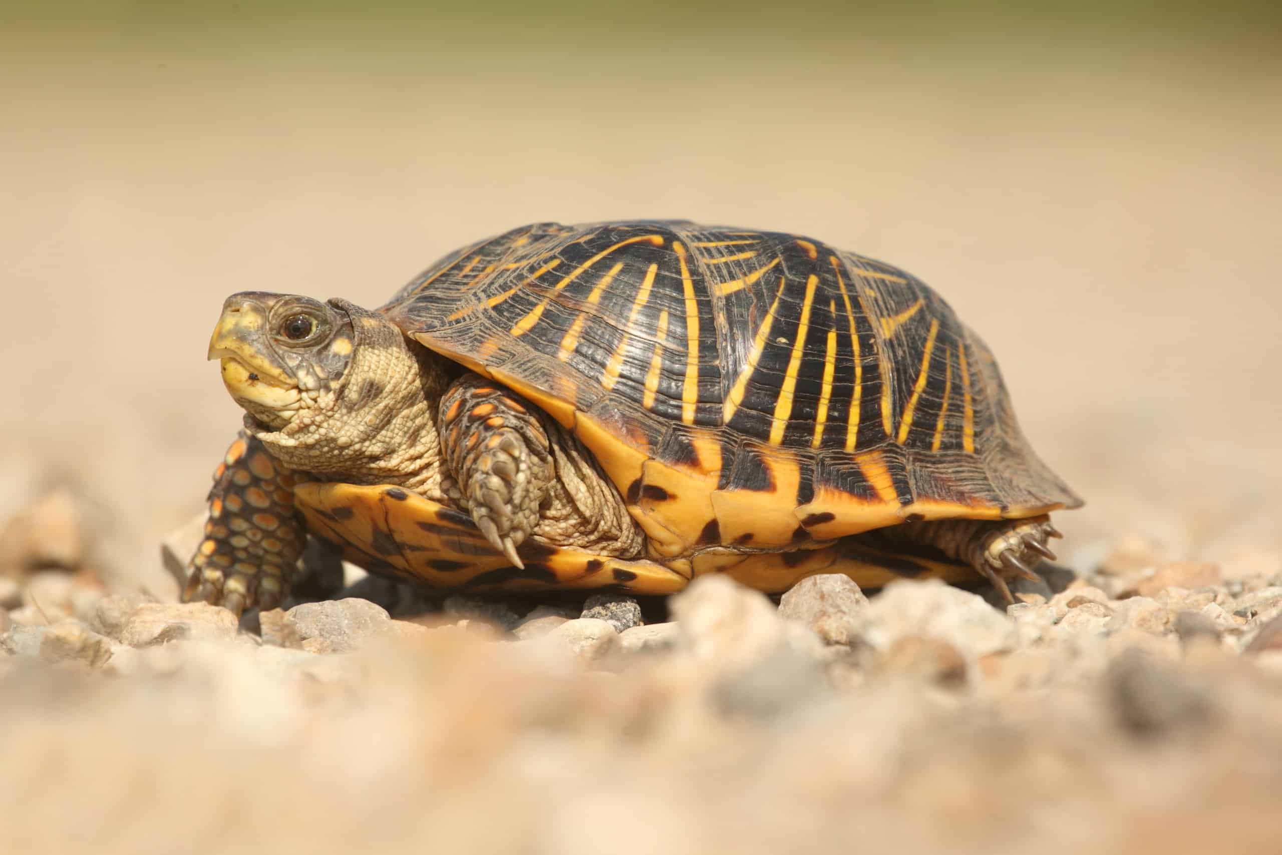 Are Box Turtles Nocturnal?