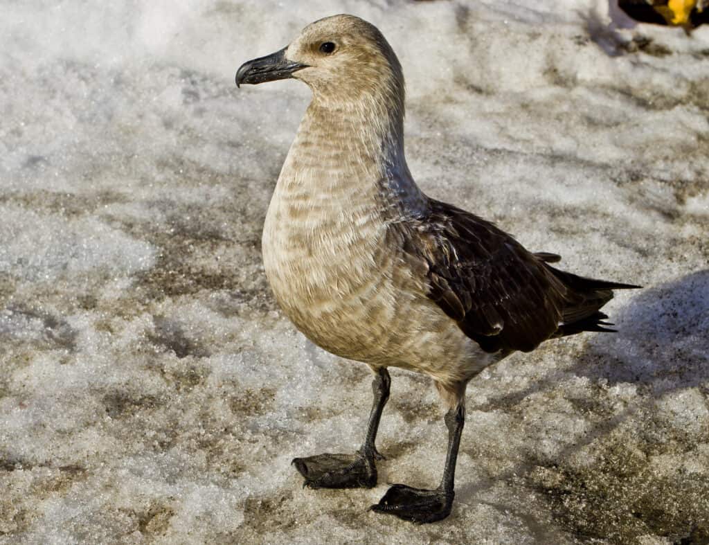 Skua South polar in Antarctica