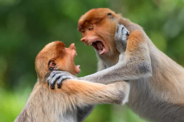 The reasons that monkeys fight extend beyond the usual suspects of food, territory, and the right to mate.
