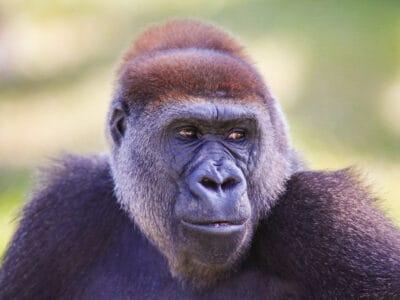 A Did You Know There’s a Talking Gorilla? Watch the Video for Yourself…