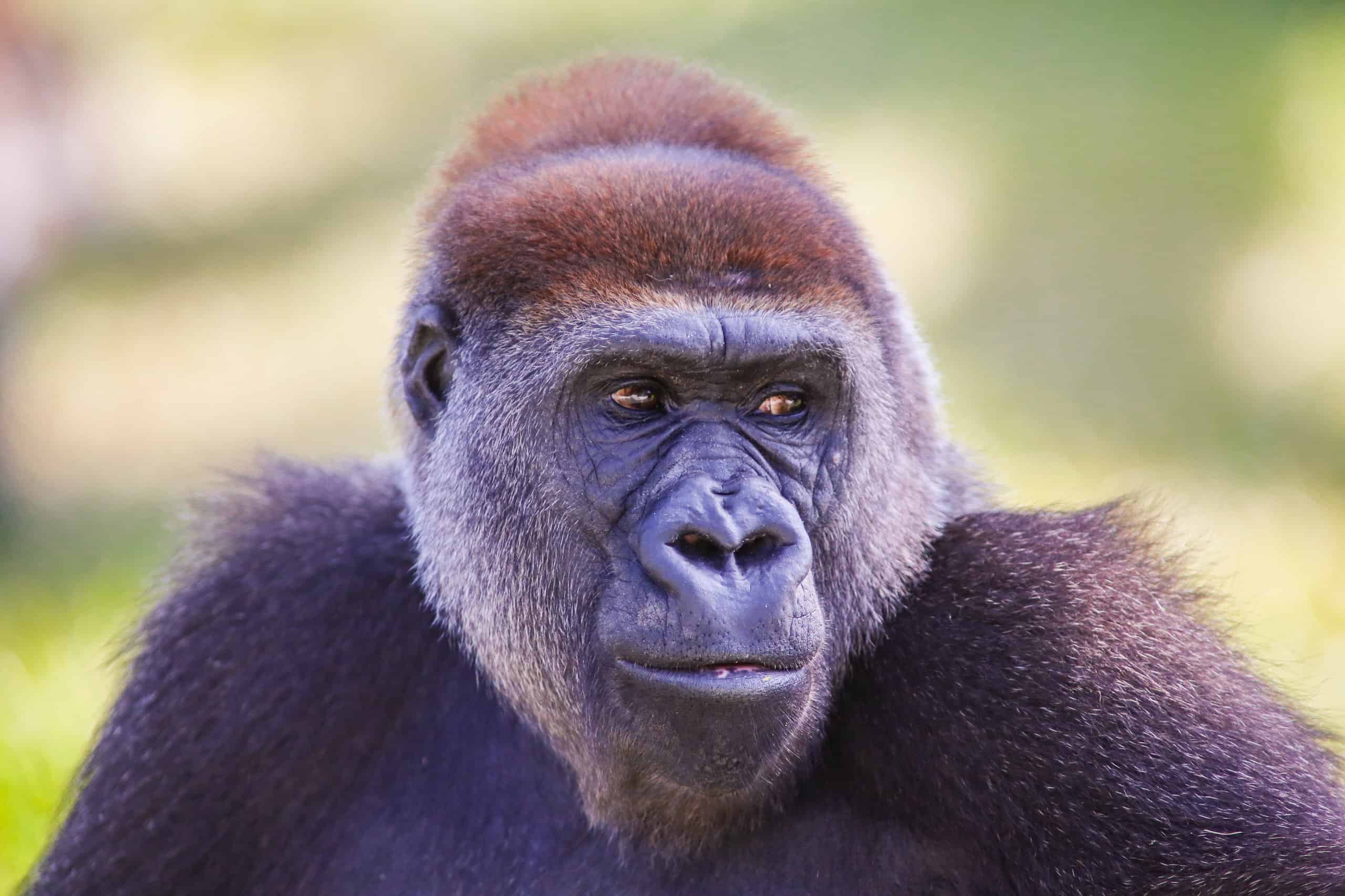 ful frame portrait of a gorilla. The gorilla is looking off the the right. It is mostly dark colors with light fur around its brow and cheeks. Indistinct wavy green and yellow background.