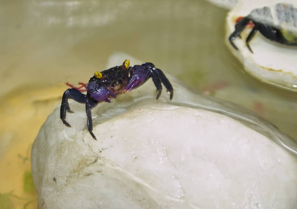 Two vampire crabs sitting on white rocks with water in the background