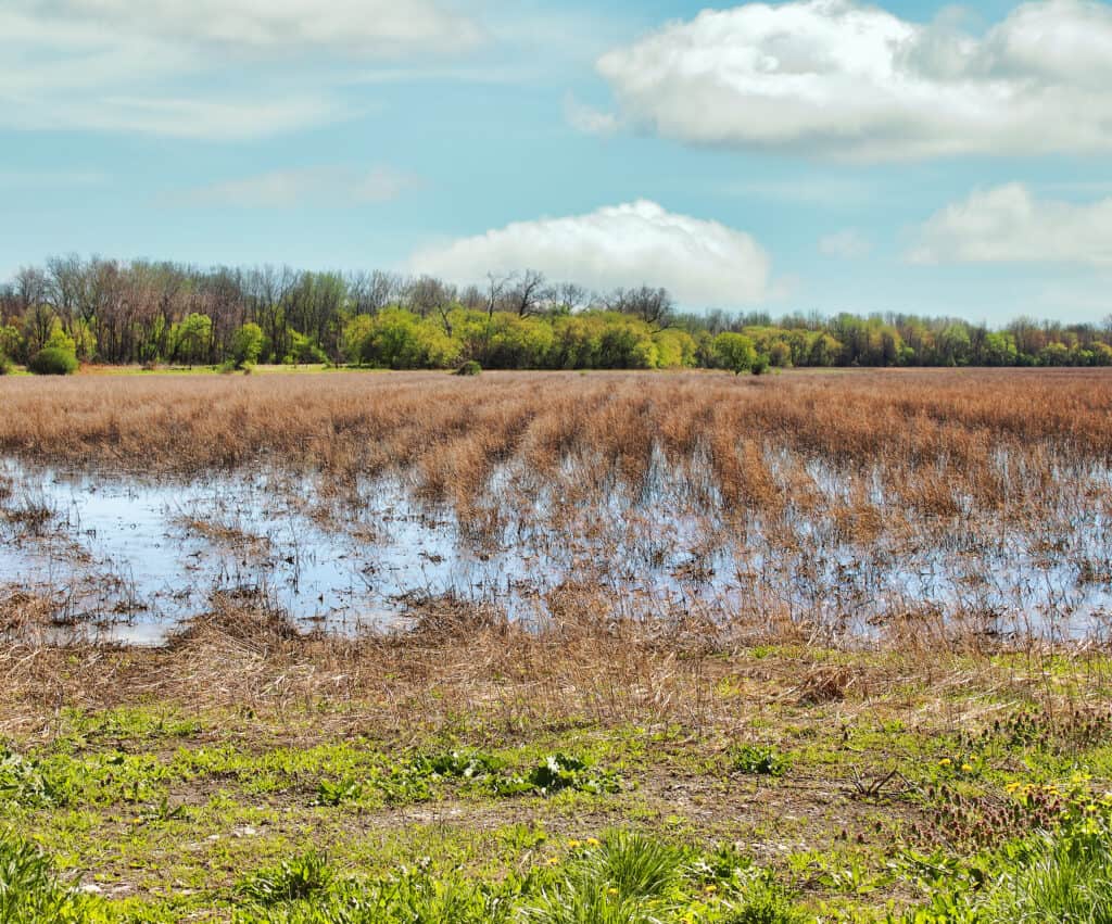 Wet marshland with grasses