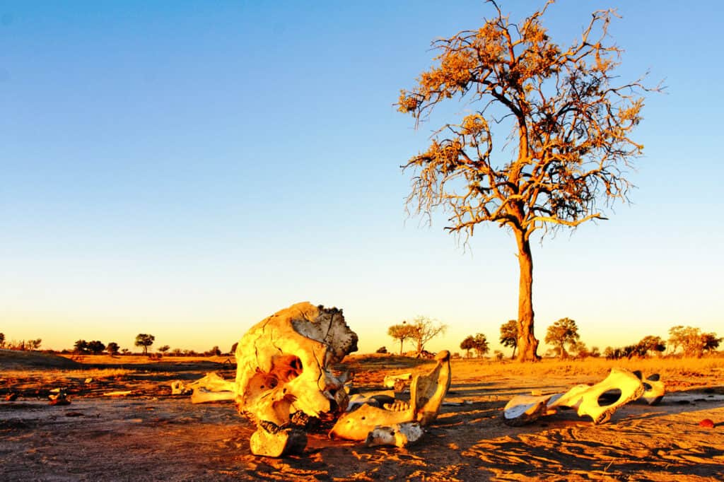 Elephant Skeleton