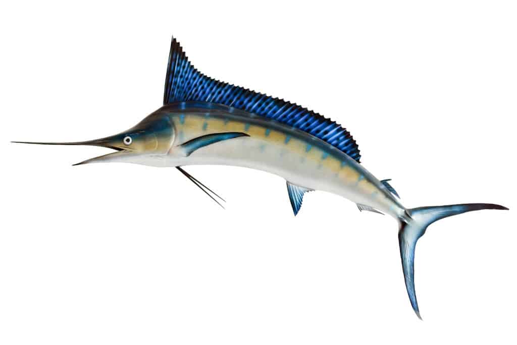 Blue marlin fish