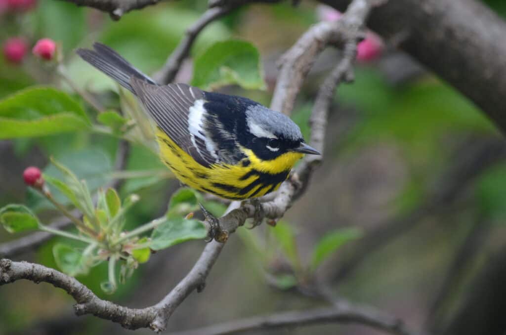 Top view of a male magnolia warbler sitting in a leafy tree