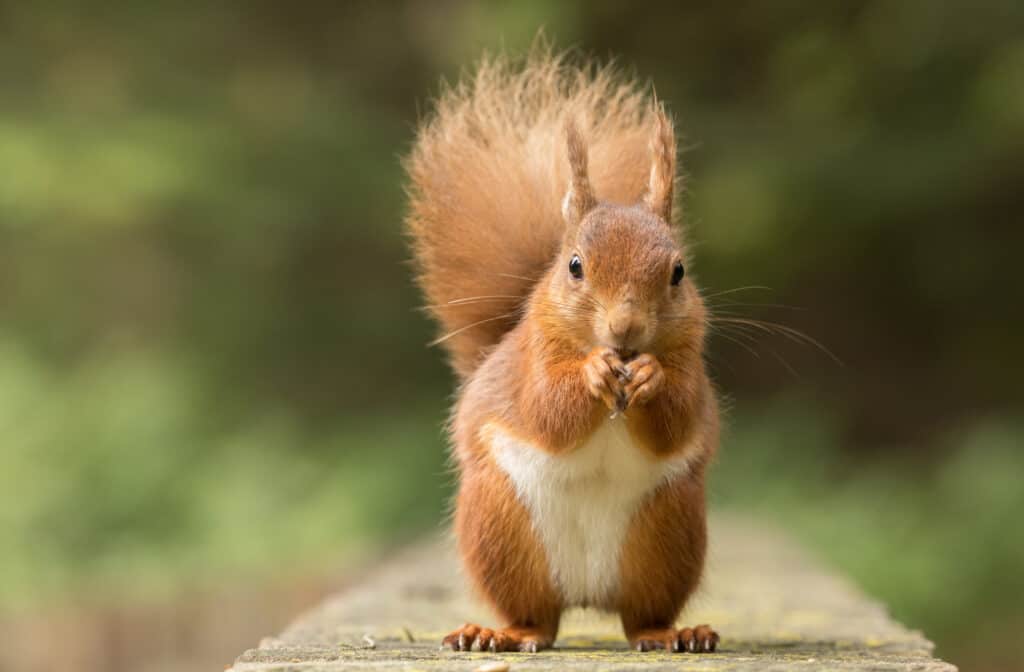 A red squirrel in the center frame with its hand around its mouth as if eating. Squirrels stand on it. Sidewalks, or other long, narrow concrete areas. The background is a blurry green.