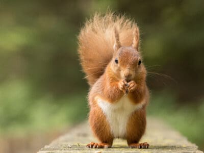 A Squirrel Spirit Animal Symbolism & Meaning