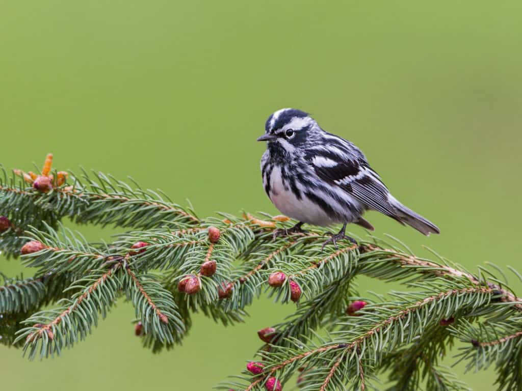 Black and white warbler perched on a pine tree against a green background