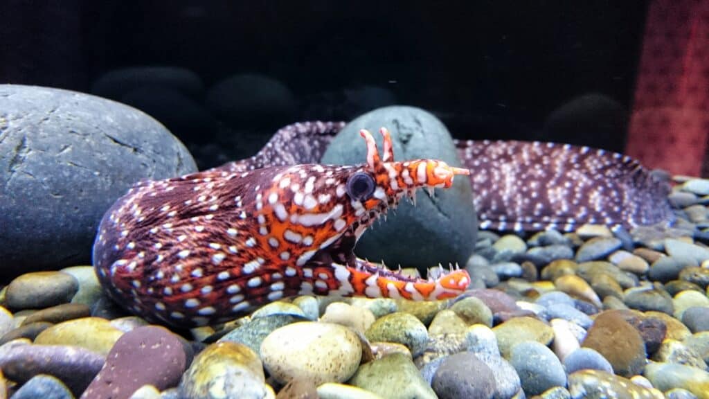 Hawaiian Dragon Eel