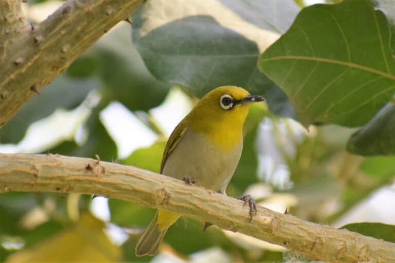 Yellow Throated in the park