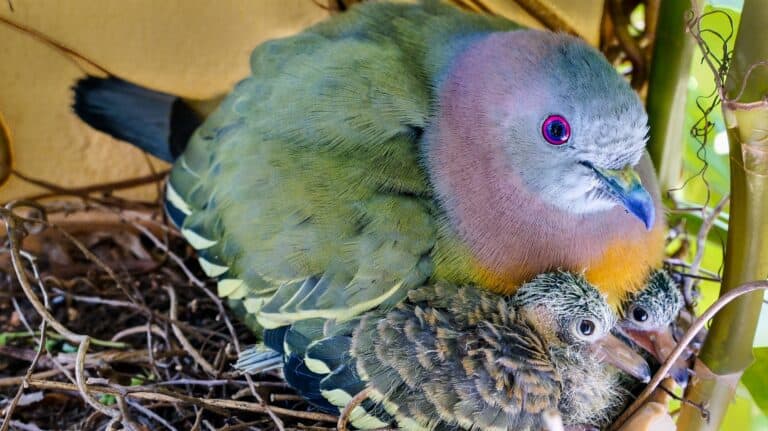 Male pink-necked green pigeon with chicks in nest