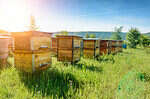 A Beginner's Guide to Beekeeping - A-Z Animals