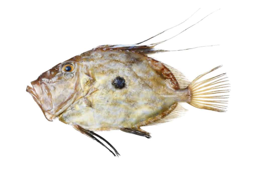 John Dory on white background