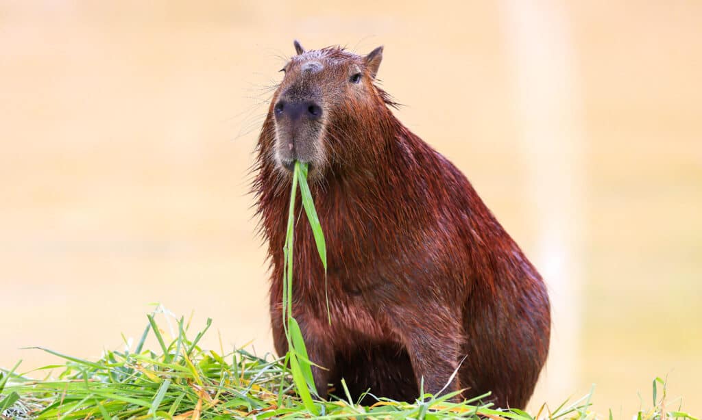 CAPYBARA eating