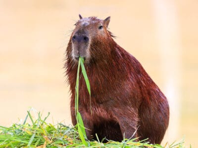 A Discover 8 Animals That Look Like Beavers (But Aren’t!)