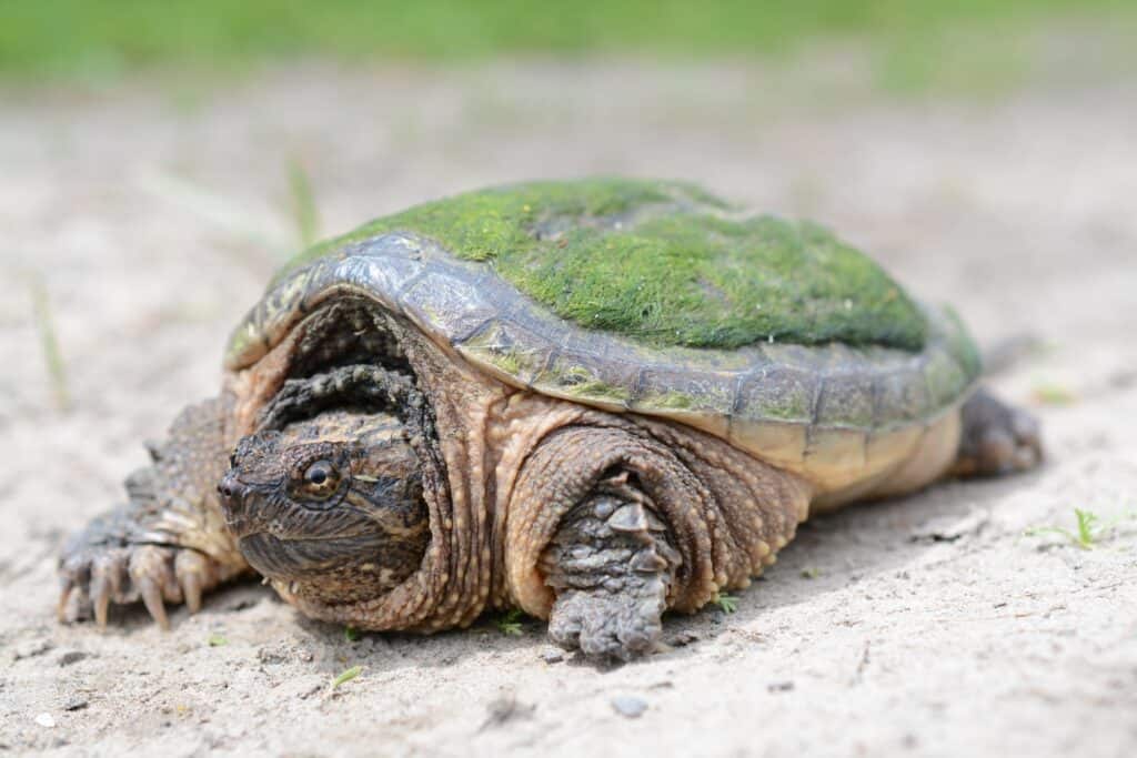 Snapping turtles inhabit brackish or fresh water with abundant vegetation and muddy bottoms.