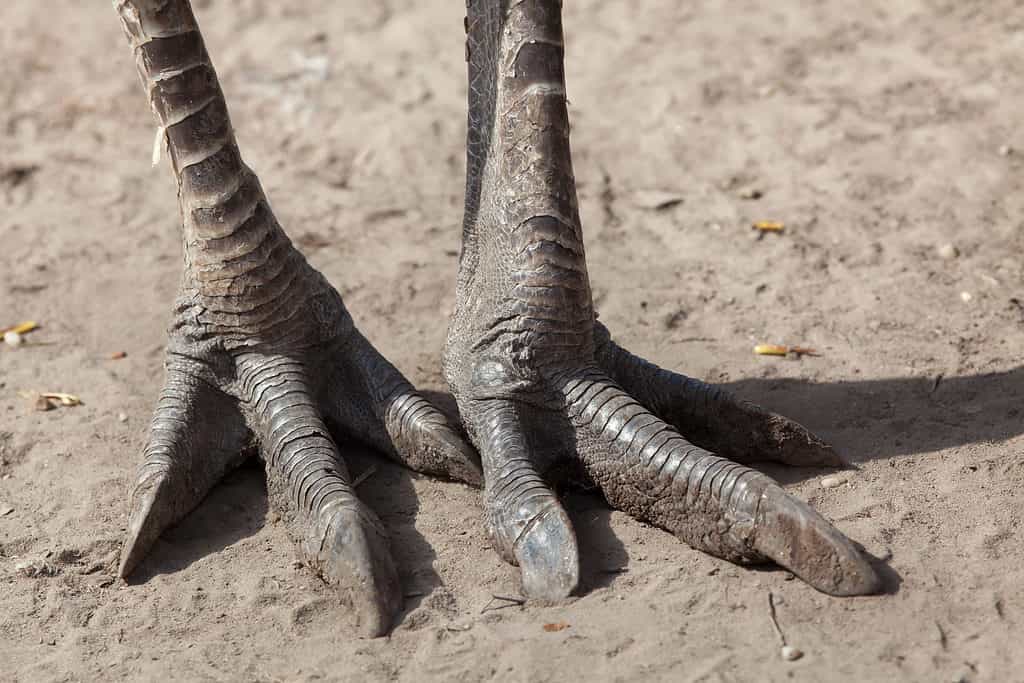 Feet of the Greater Rhea, Rhea americana
