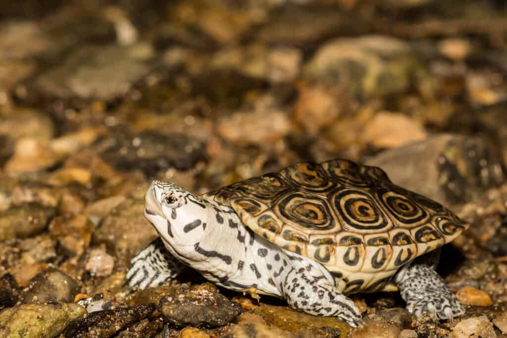 diamondback terrapin