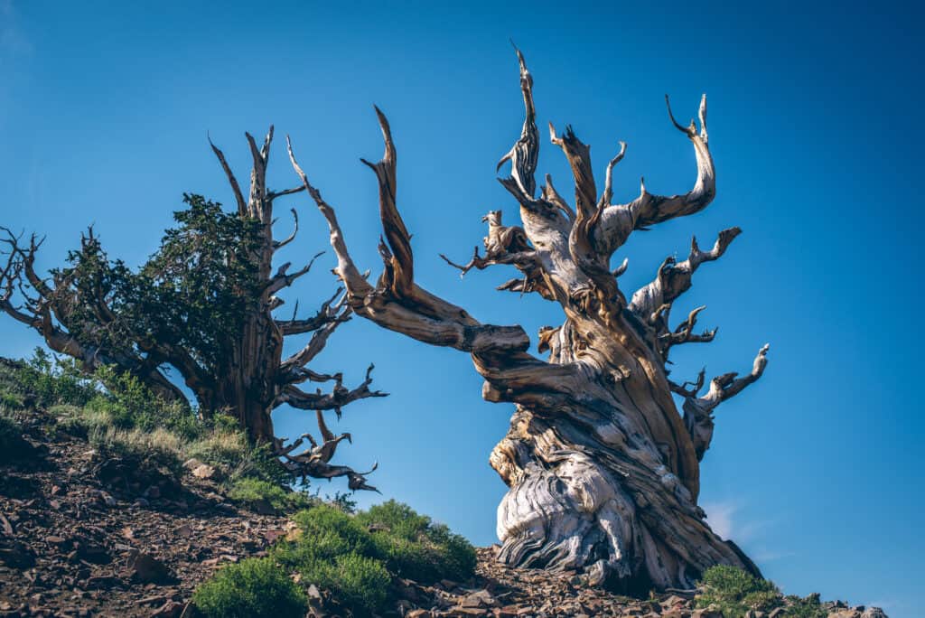 the oldest bristlecone pine tree in world