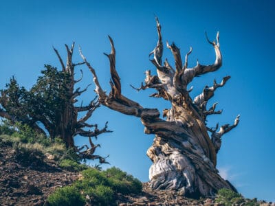 A Discover the Oldest Tree in the World