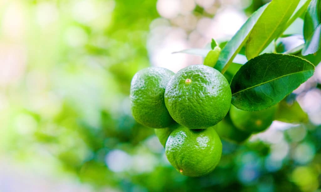 Mexican Lime Tree