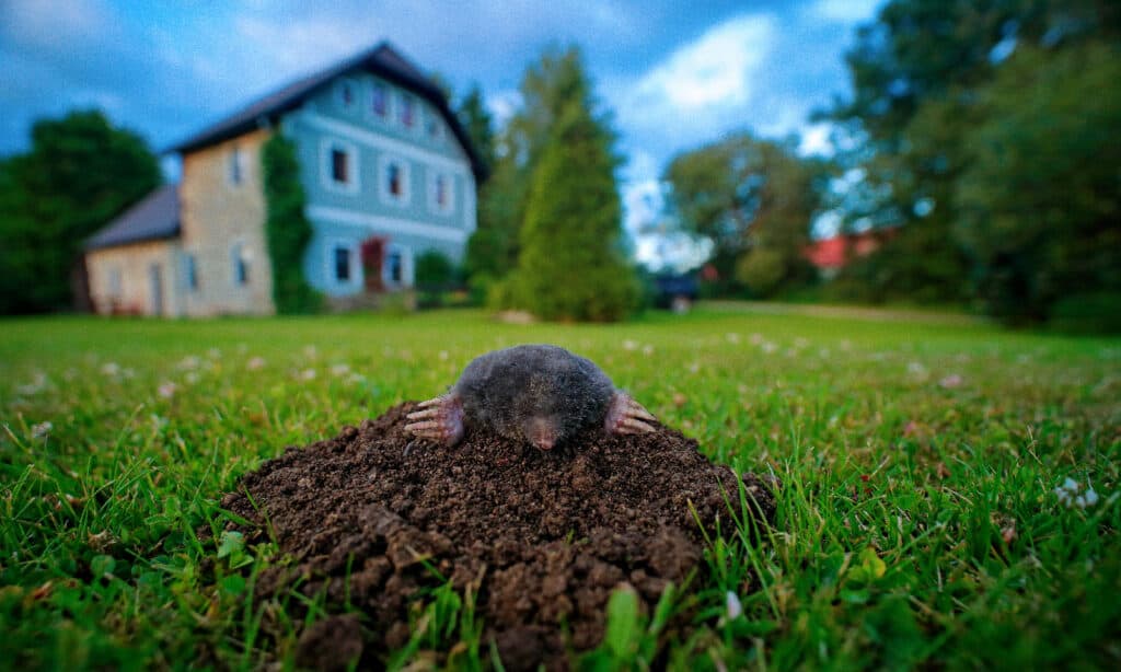 Mole in garden