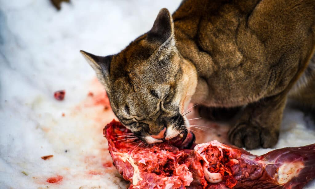 cougar eating