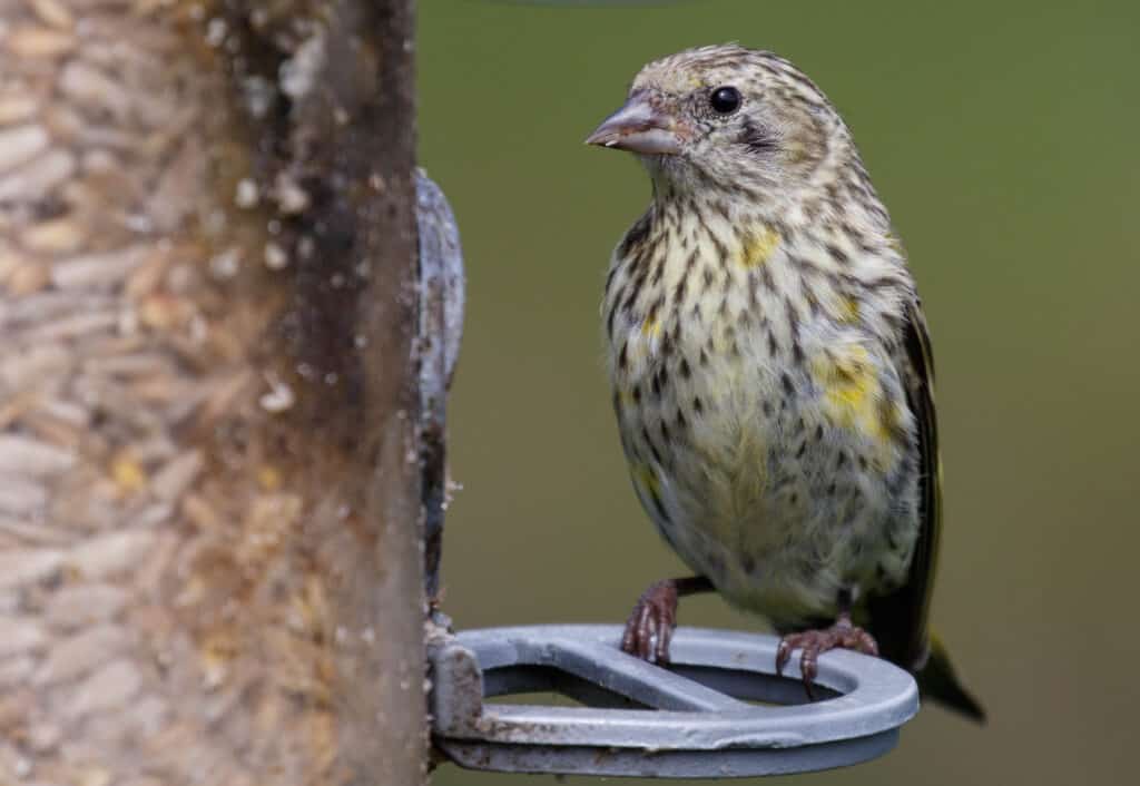 Juvenile pine siskin perched at a bird feeder