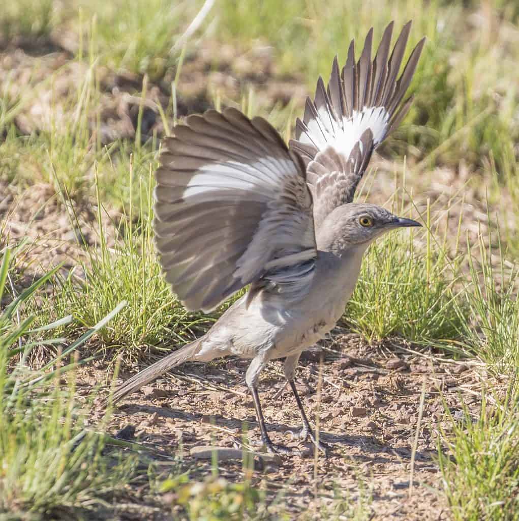 Northern Mockingbird, Mimus polyglottos, strikes a raised-wing display.
