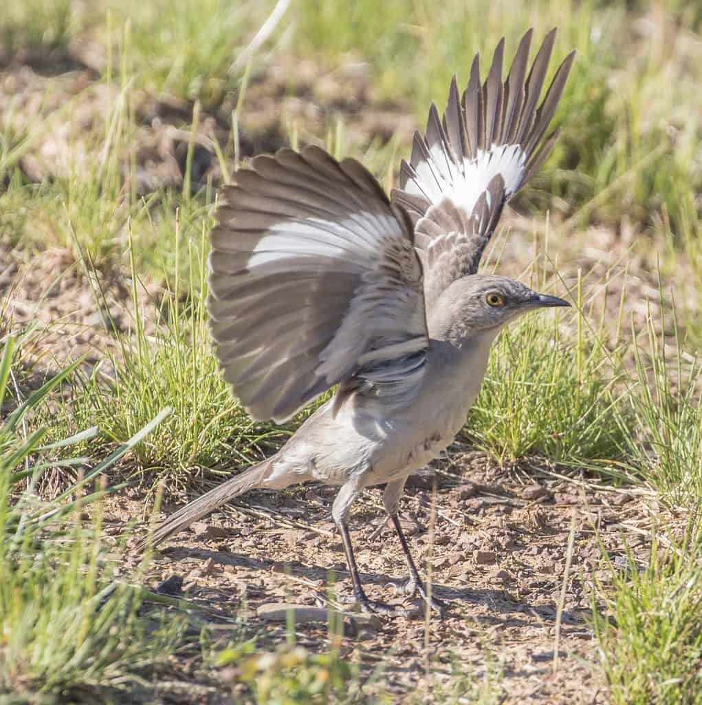 mockingbird vs catbird