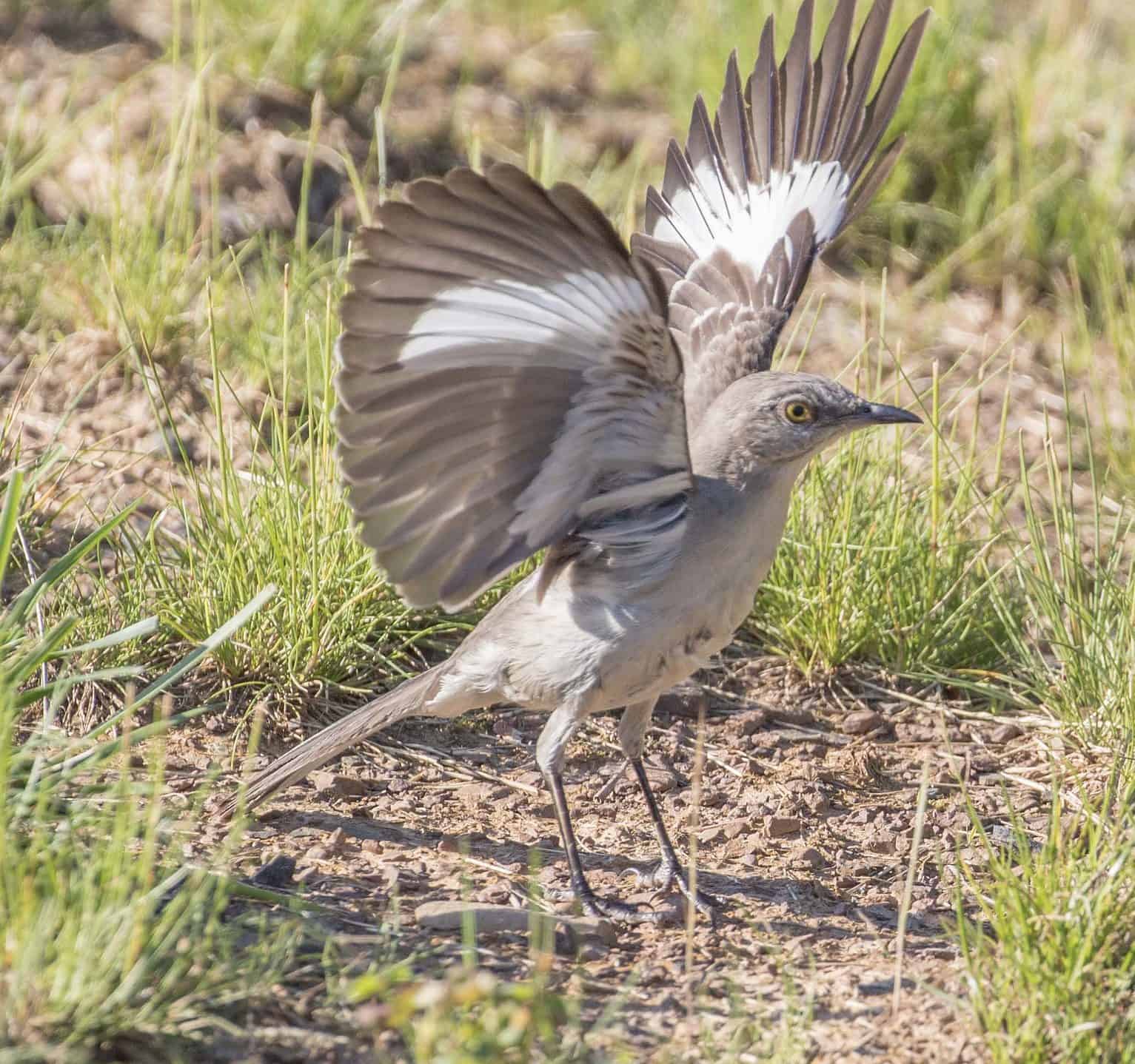 Catbird vs. Mockingbird: 6 Key Differences - A-Z Animals