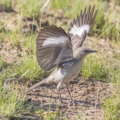 Catbird vs. Mockingbird: 6 Key Differences - A-Z Animals