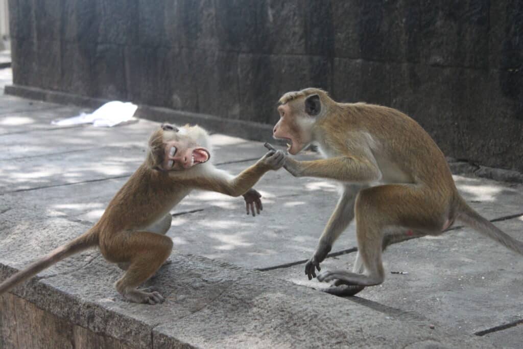 Two monkeys figthing on a sidewalk