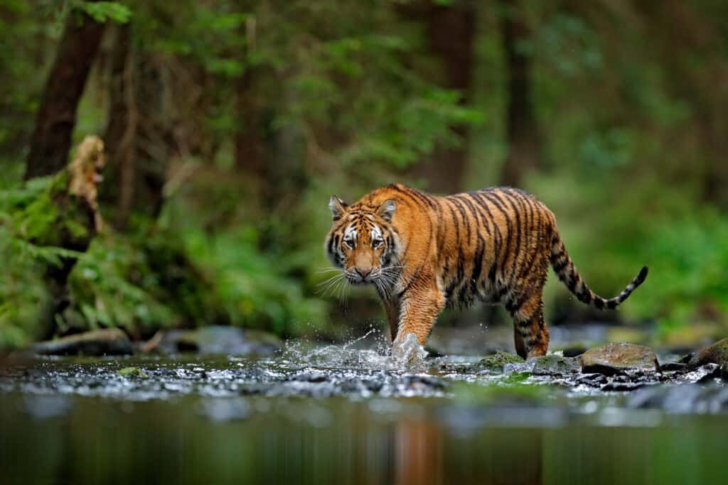 tiger, wildlife, forest, water, animal head