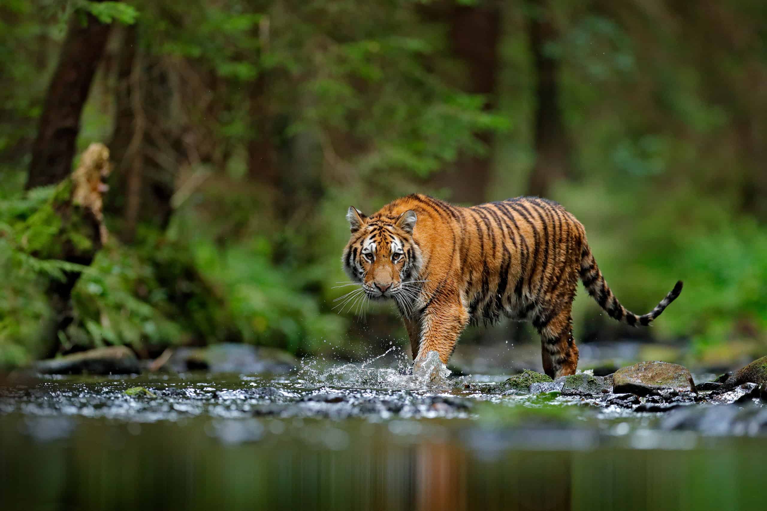 A lion watches a white Bengal tiger and a Siberian tiger staring at each  other in