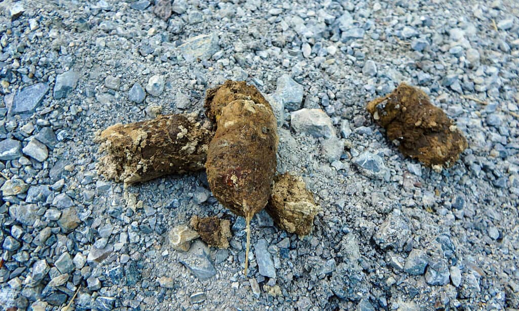 What Does Wolf Poop Look Like  