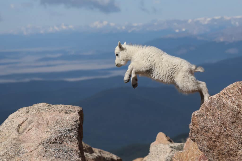 Les chèvres de montagne ont la capacité unique de pouvoir sauter à travers les trous dans les rochers