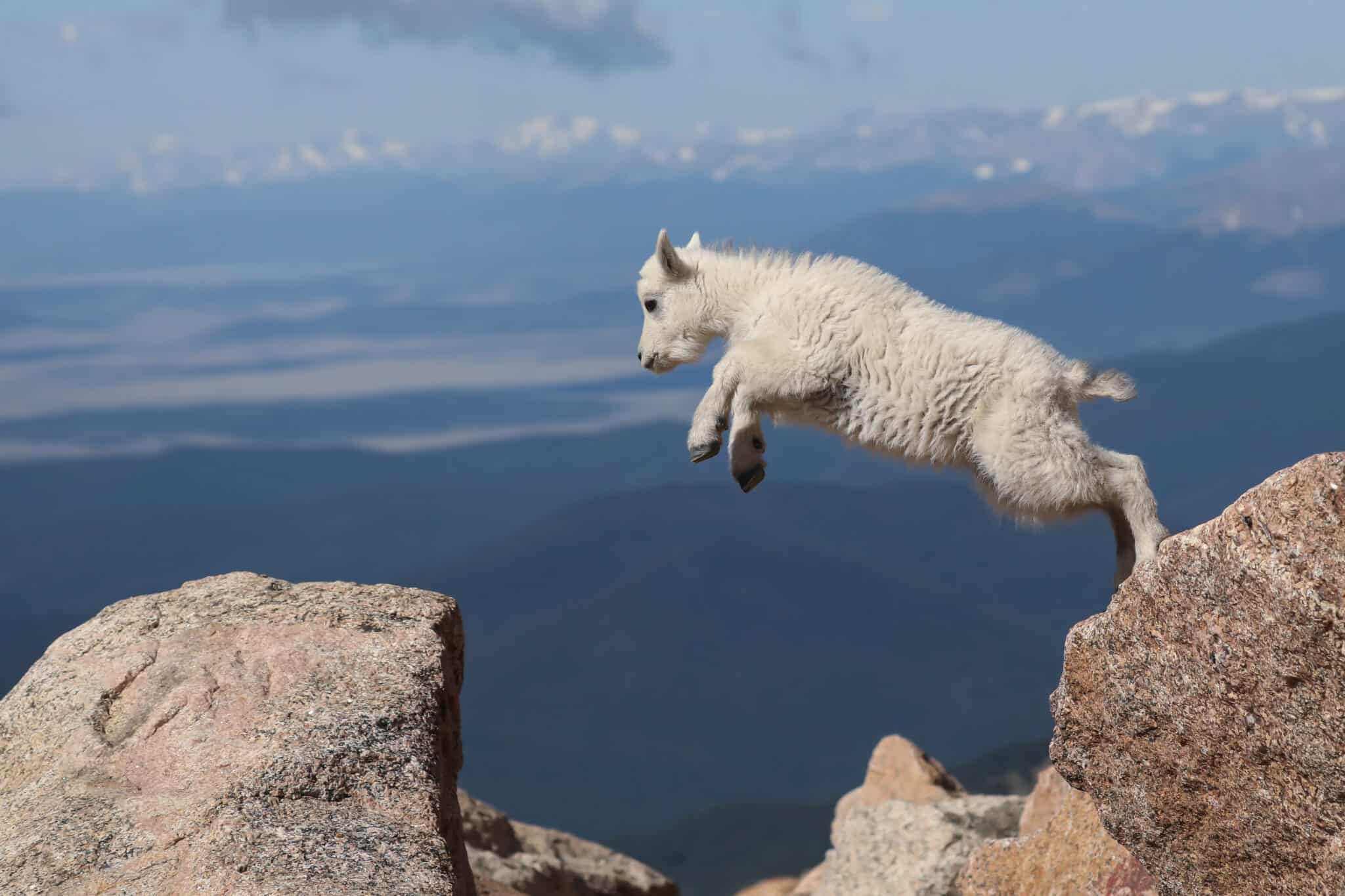 Mountain Goats Falling: How Do Mountain Goats Rarely Fall? - A-Z Animals