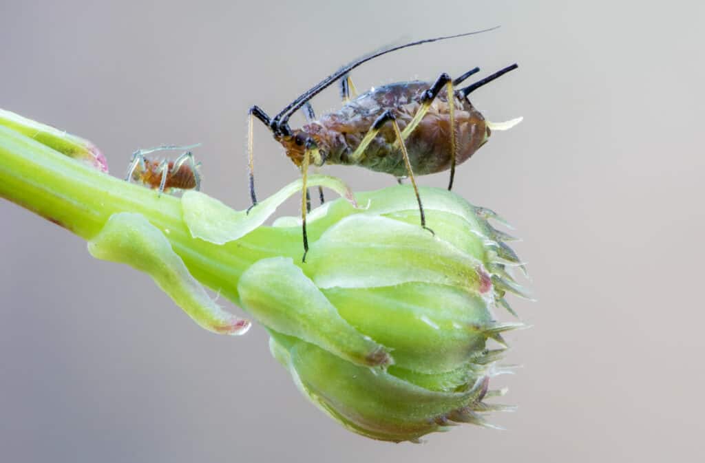Up Close Photo of an Aphid on A Plant