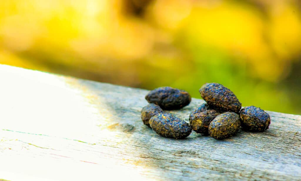 Koala poop