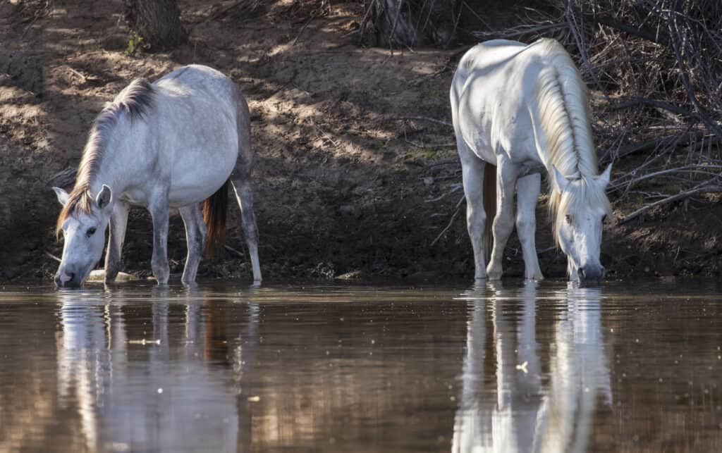 Dream interpretation horses in water