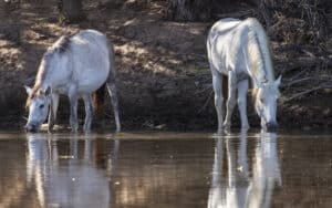 Chill Horses Play Huckleberry Finn and Float Down the River on a Raft Picture