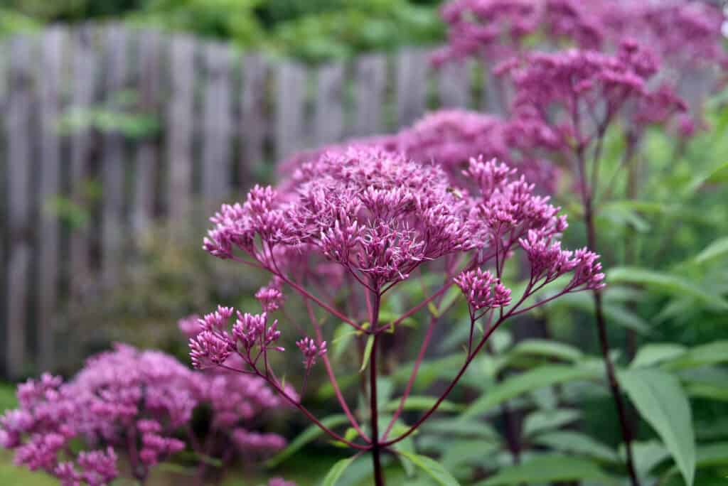Close up of Joe Pye weed in flower, with clusters bright pink flowers atop straight dark red to brown stalks amid green foliage , an out of focus weathered wooden fence in the background.